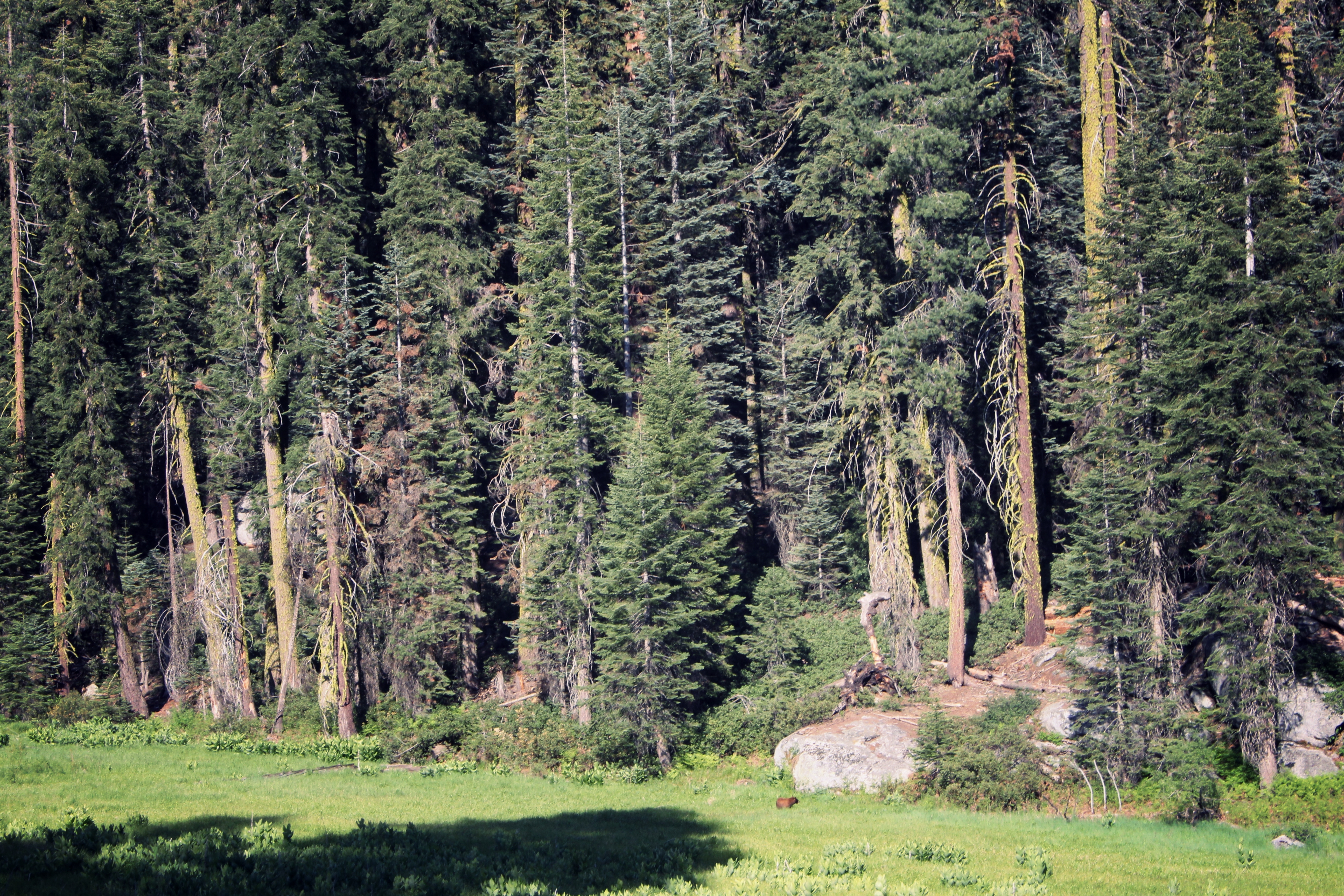 Bear in a meadow in Sequoia National Park, California