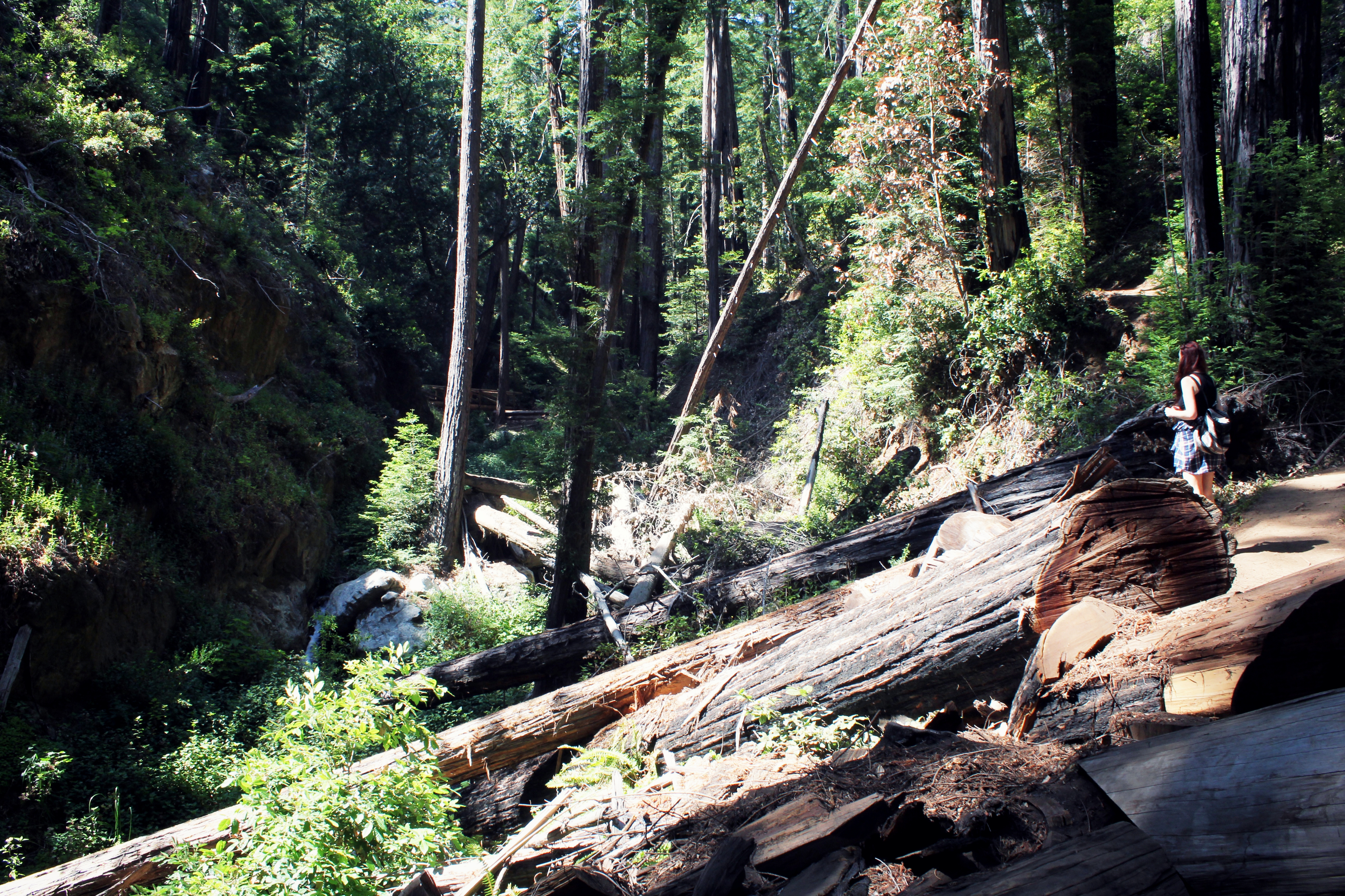 Hiking in the redwoods in Big Sur 