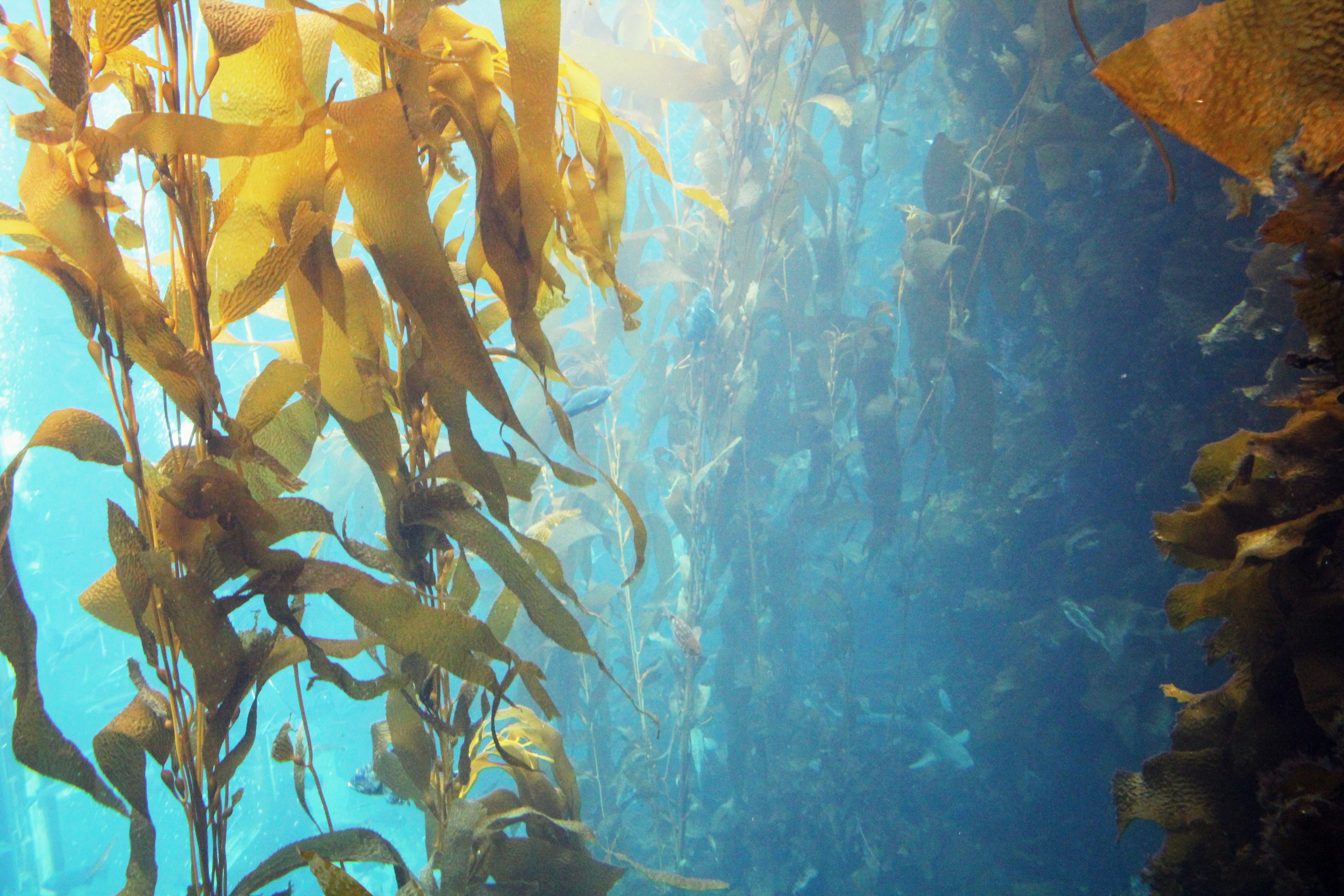 Inside the Kelp Forest at Monterey Aquarium, California
