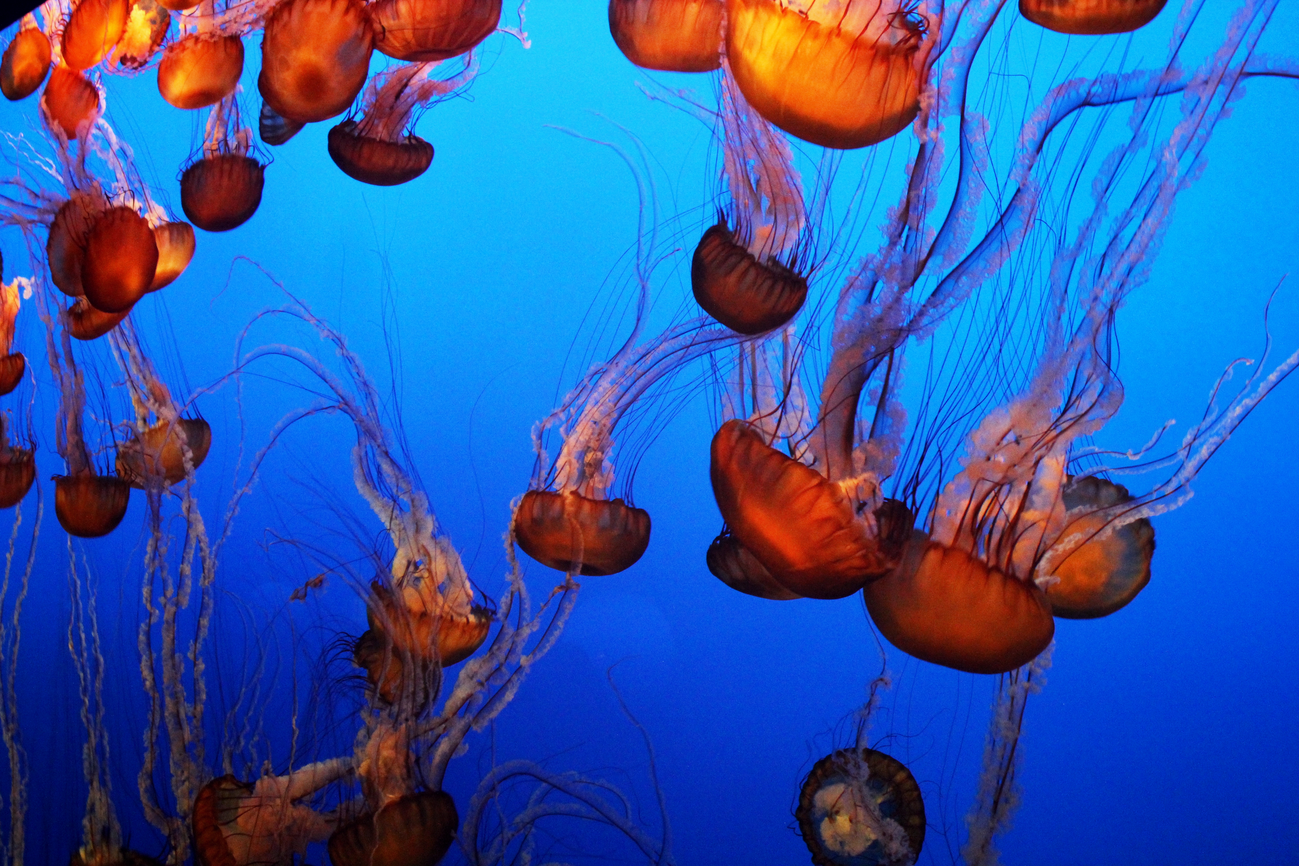 The Jellyfish Exhibit at Monterey Aquarium California