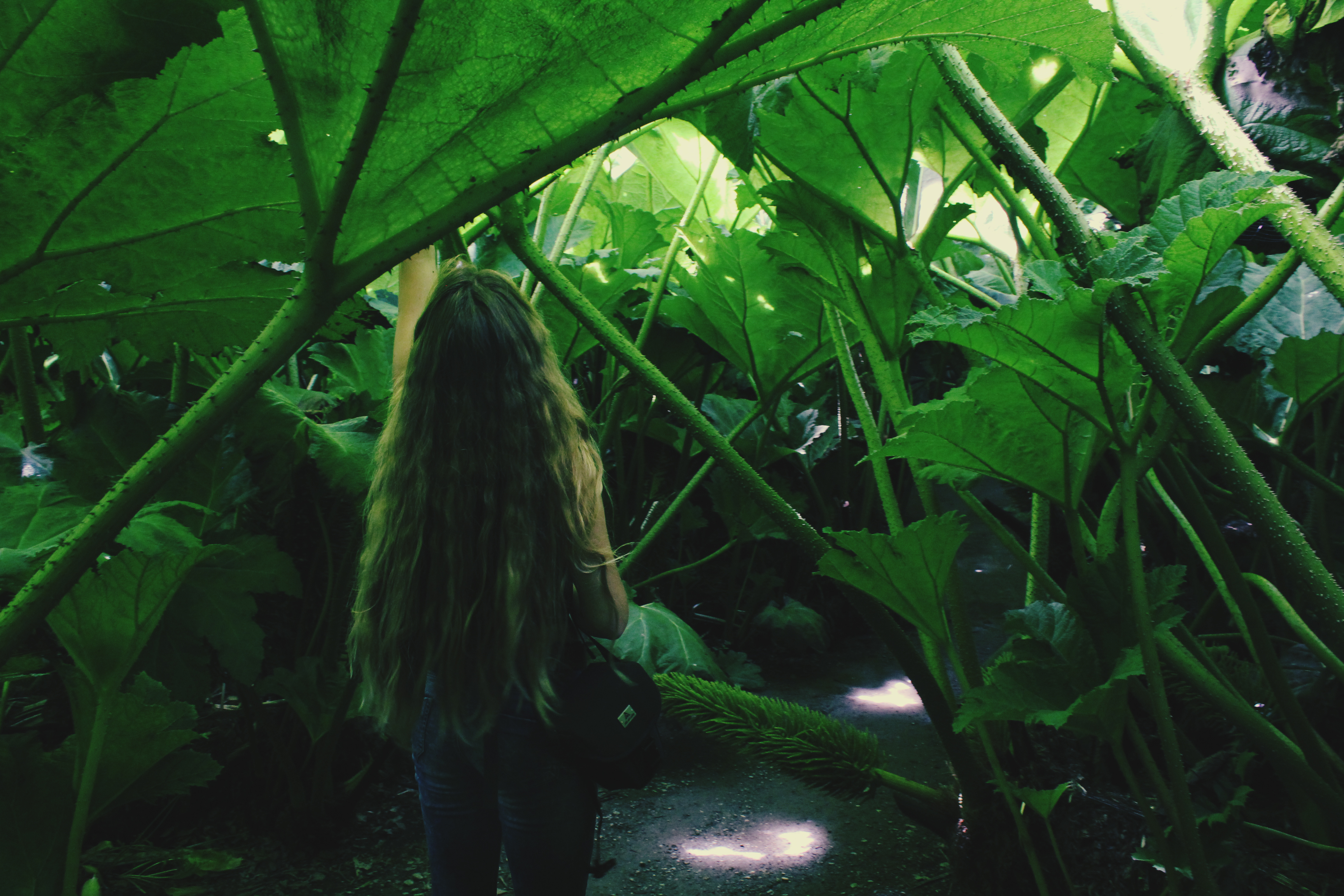 Girl with long hair beneath gunnera plants