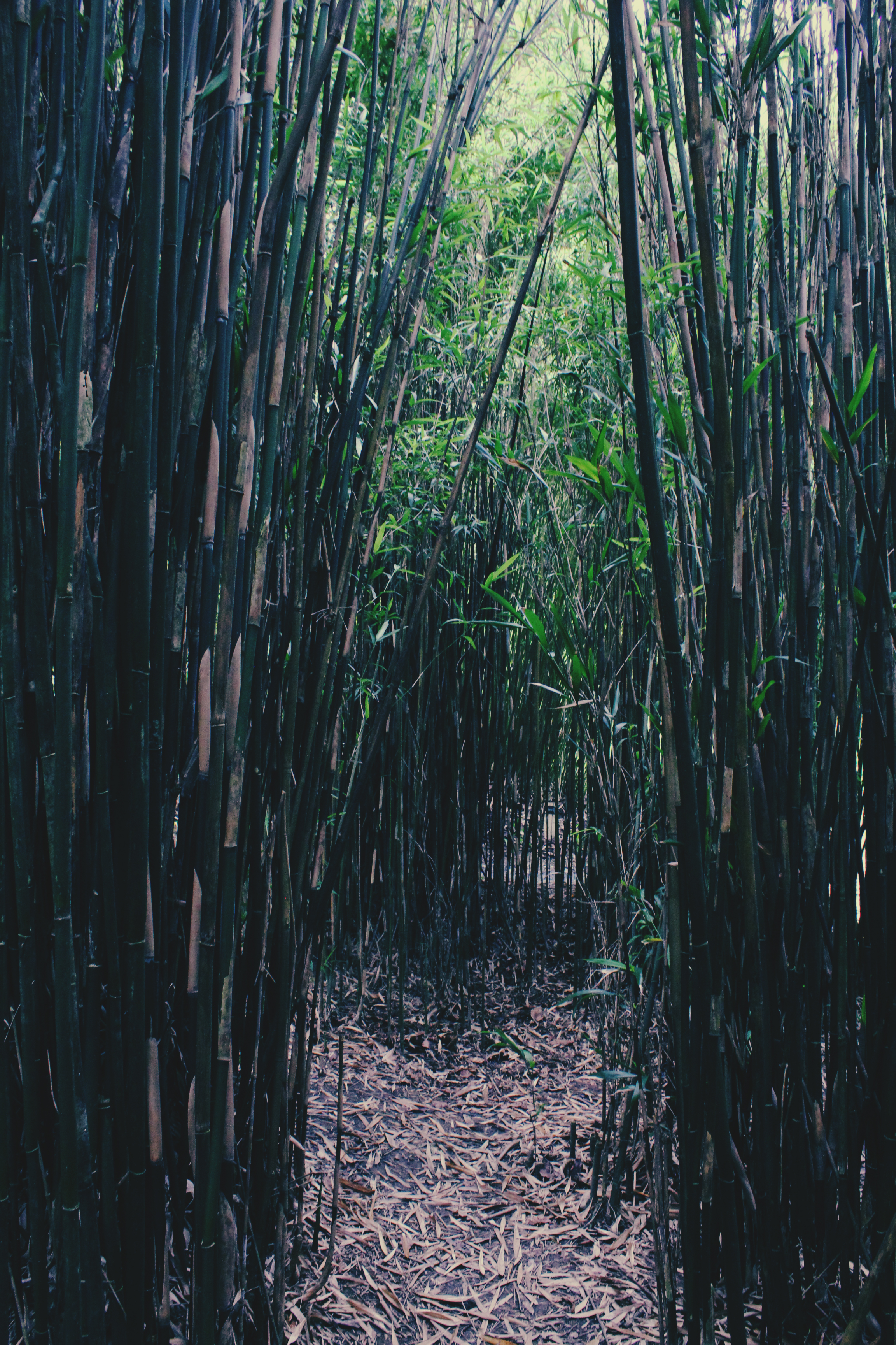 Amazing bamboo tunnel in Trebah Gardens, Cornwall