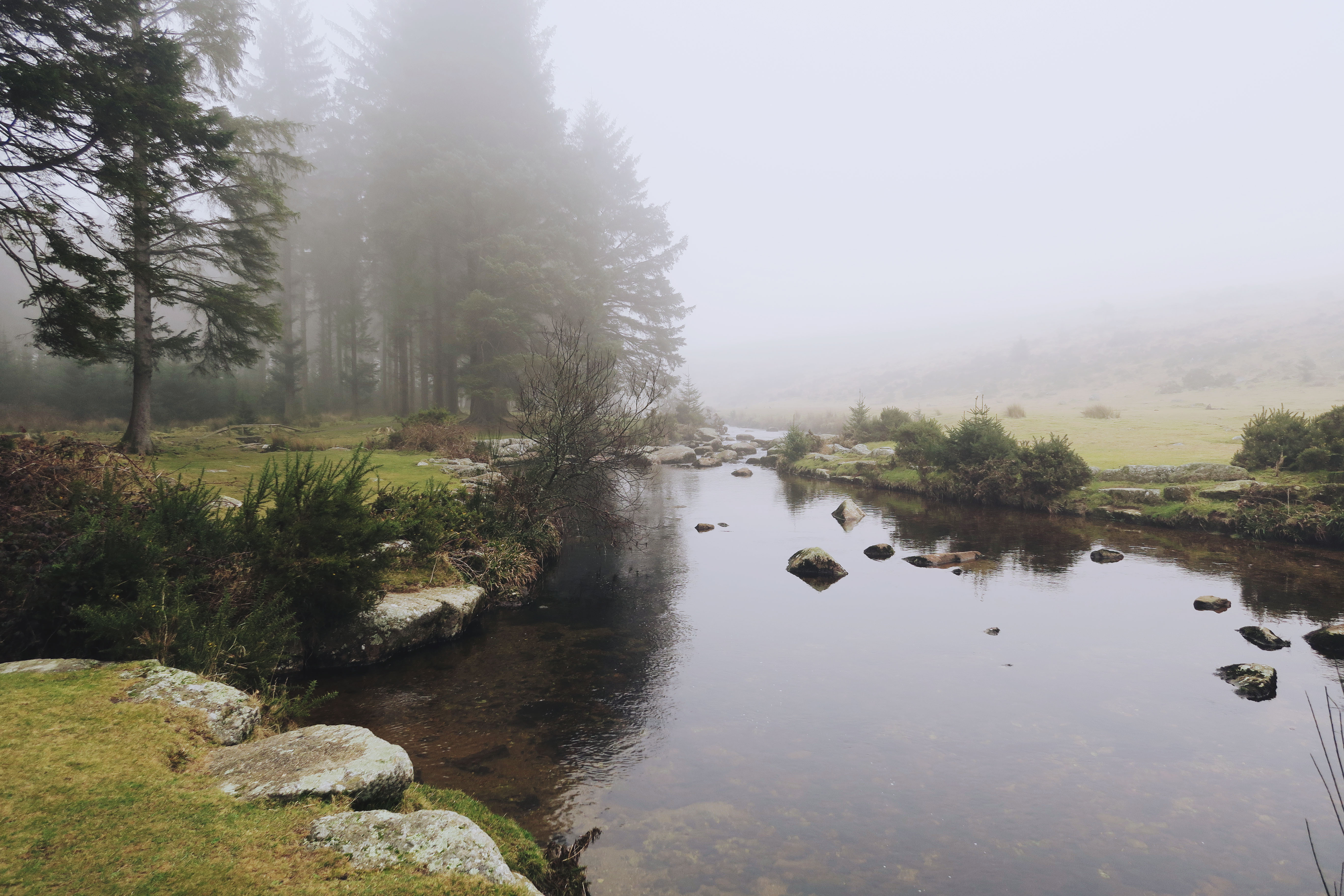 Misty river and pine trees at Bellever Forest, Dartmoor