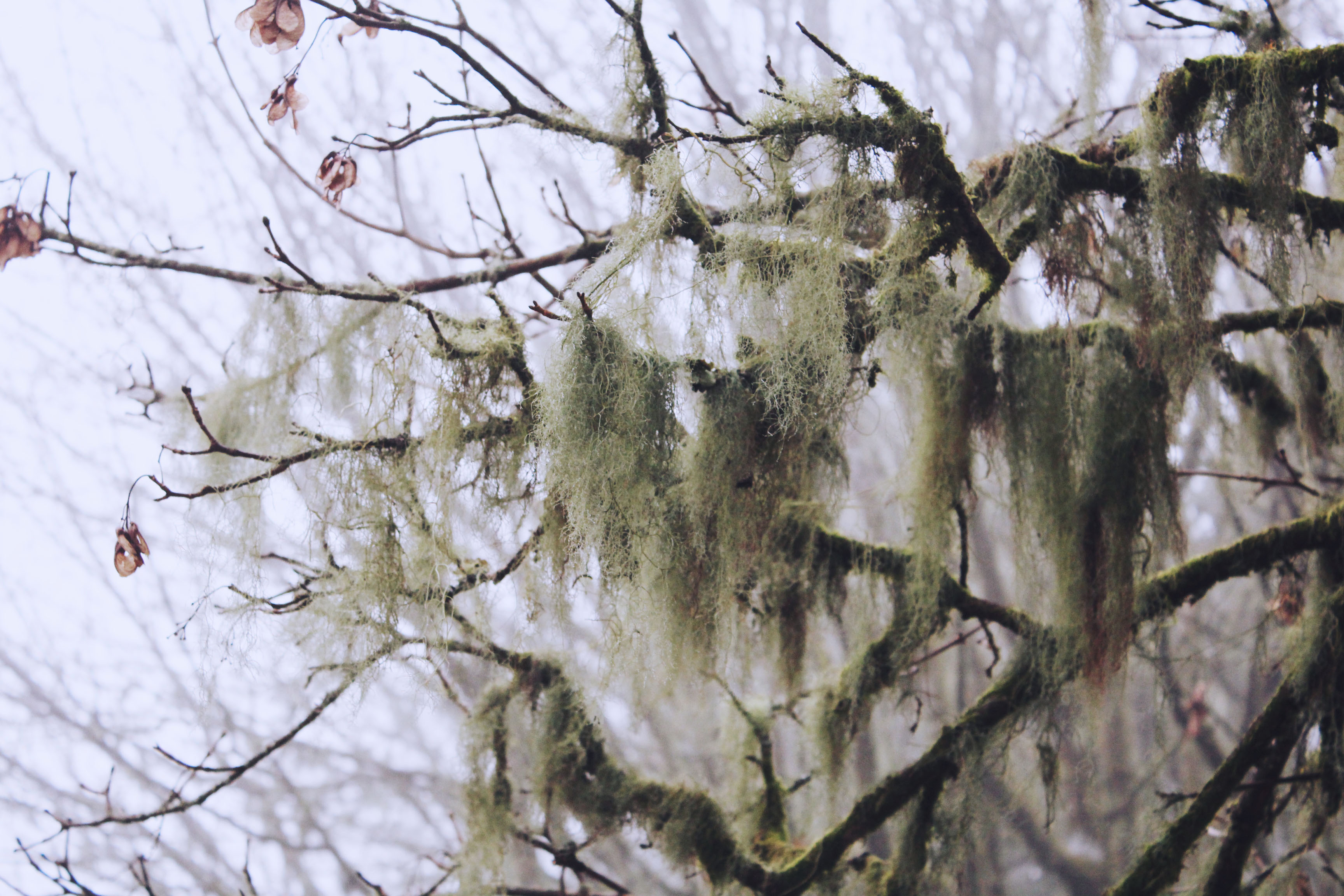 Witch's Hair Lichen on Dartmoor