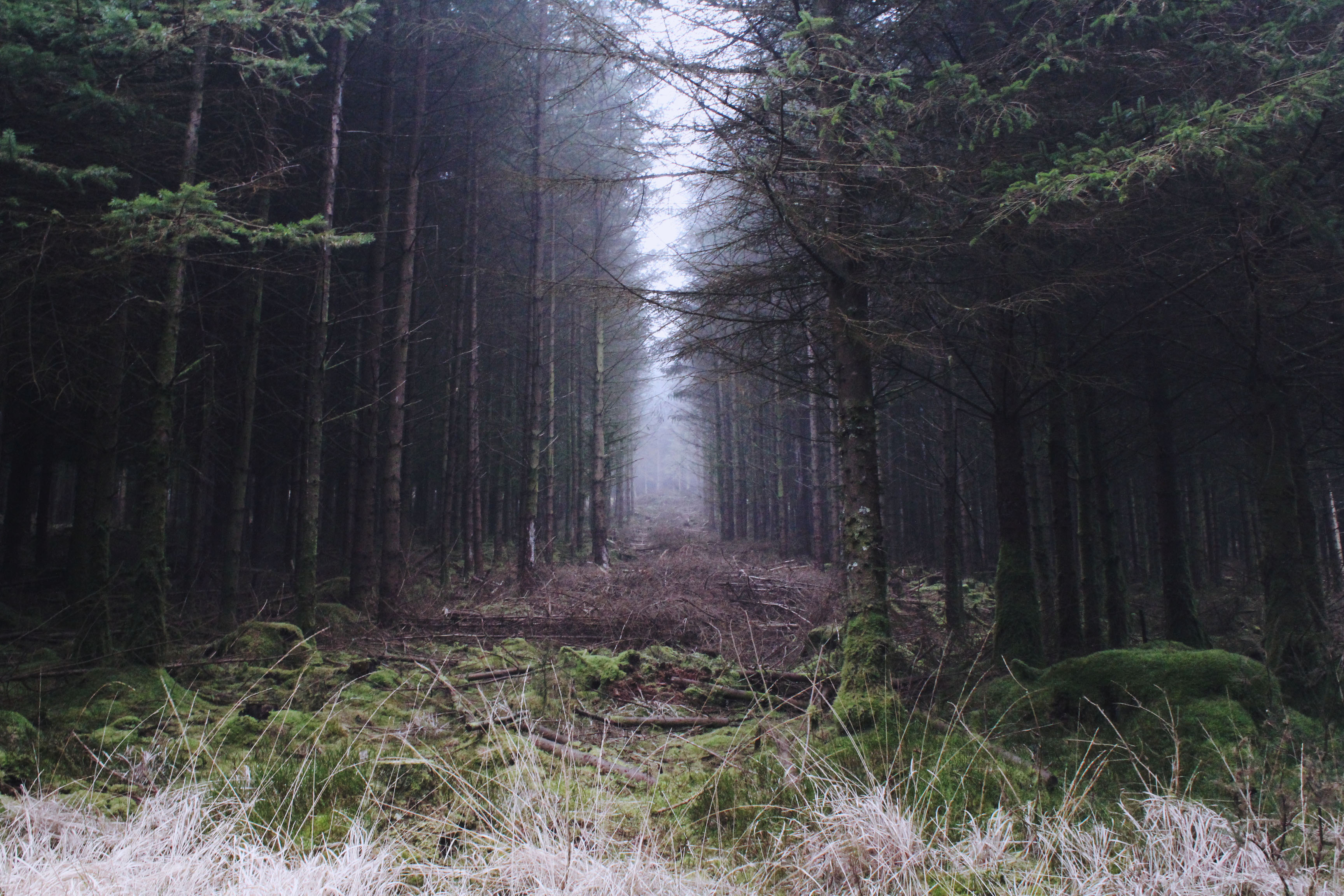 Pine plantation at Bellever Forest, Dartmoor