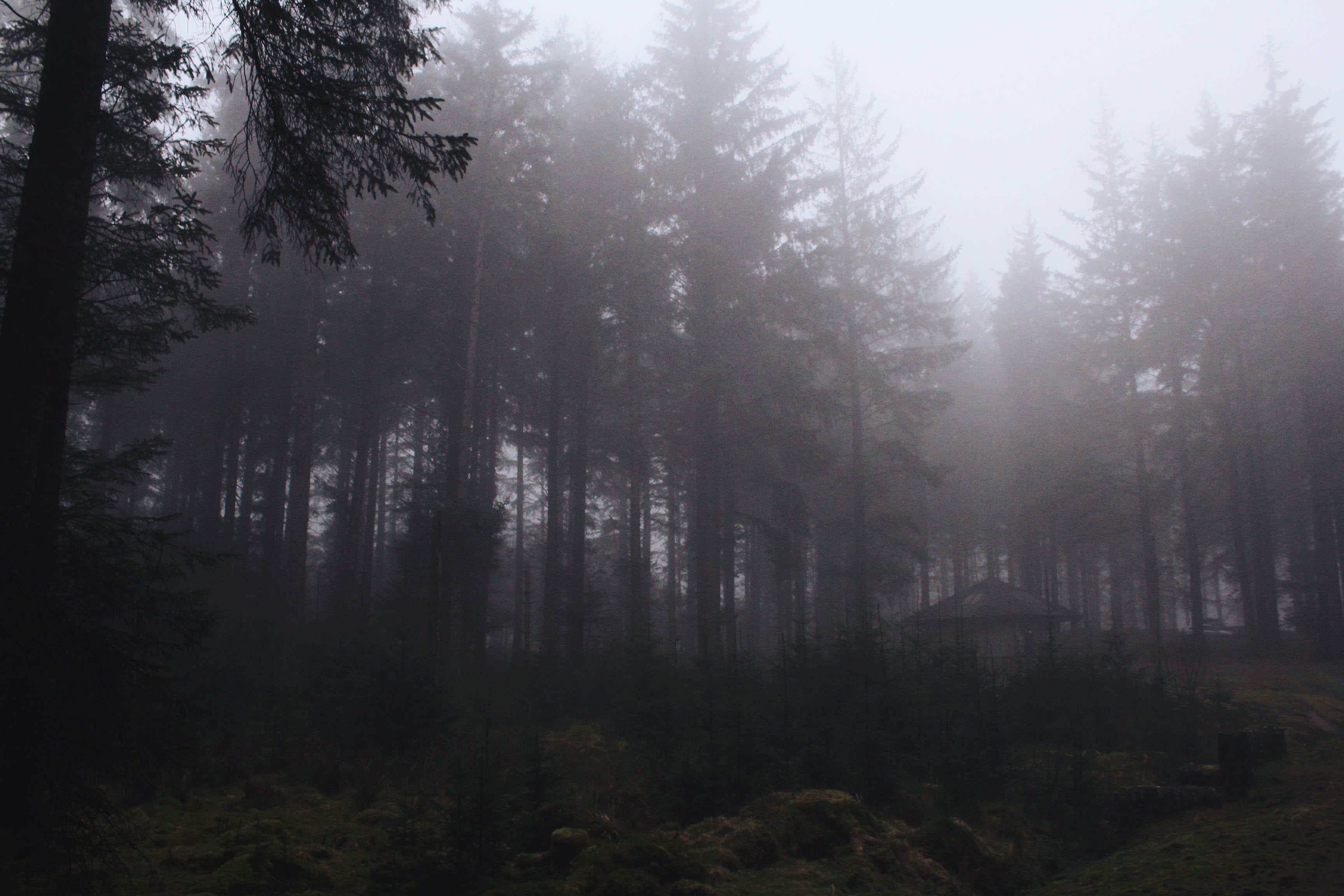 Dark pine trees at Bellever Forest, Dartmoor