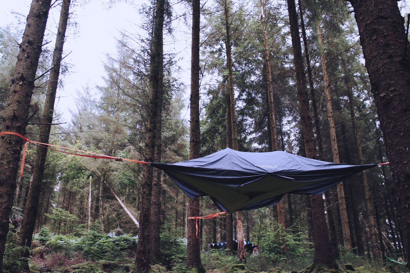 Treetop Camping in the Pine Forest